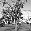 Badlands, SD: Cool tree (there was a car in the original picture, but I photoshopped it out... can you guess where it was?)